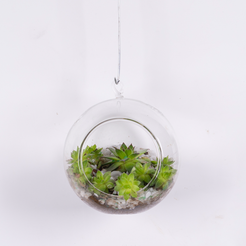 Hanging Terrarium