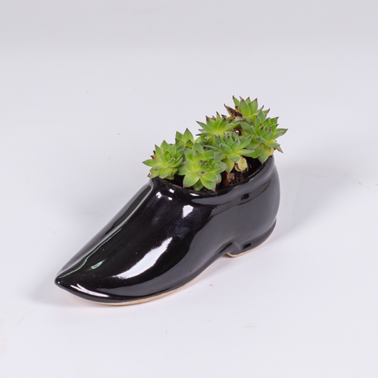 Shoe Planter