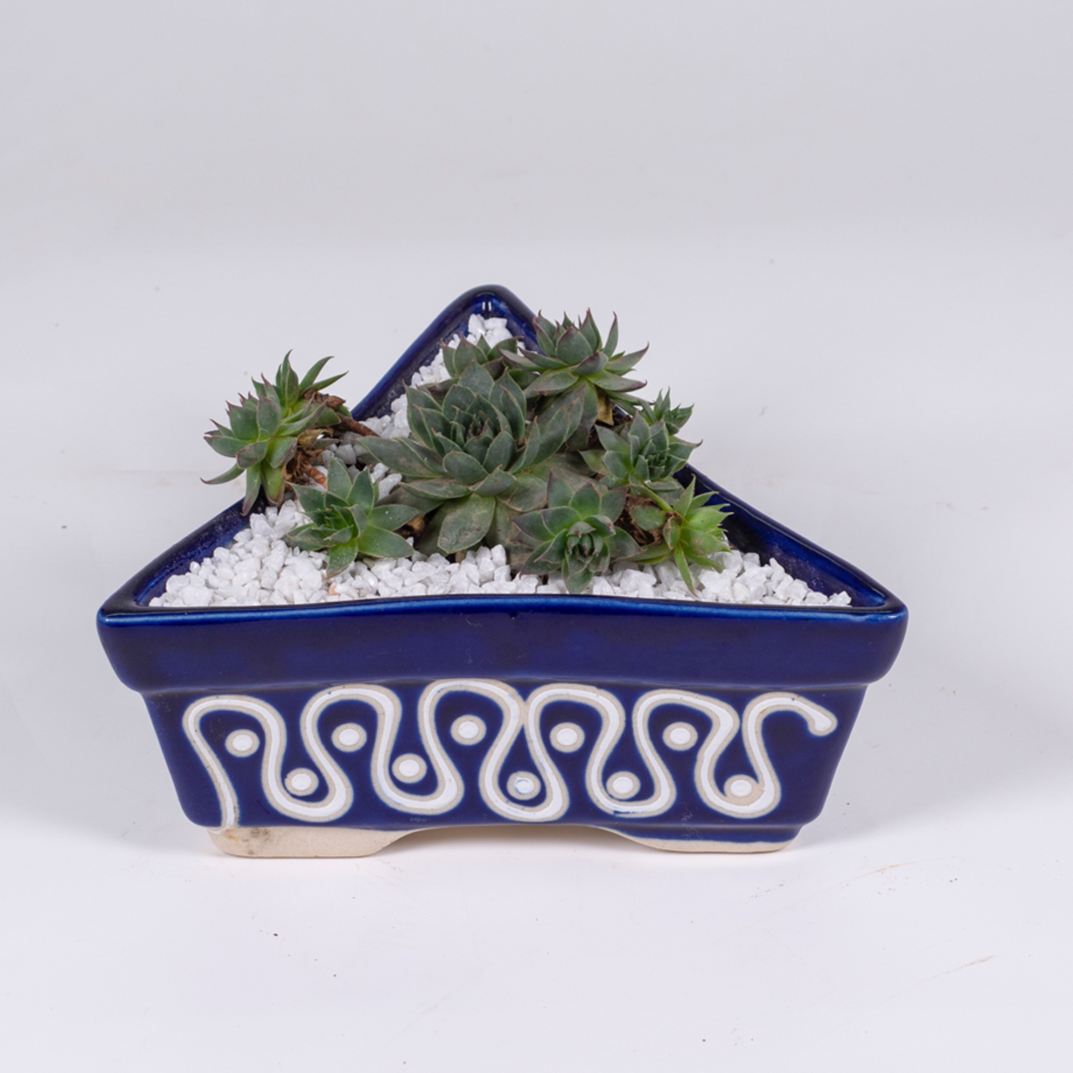 Triangular Mini Garden